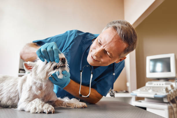 Best Emergency X-Rays and Diagnostics in Willows, CA